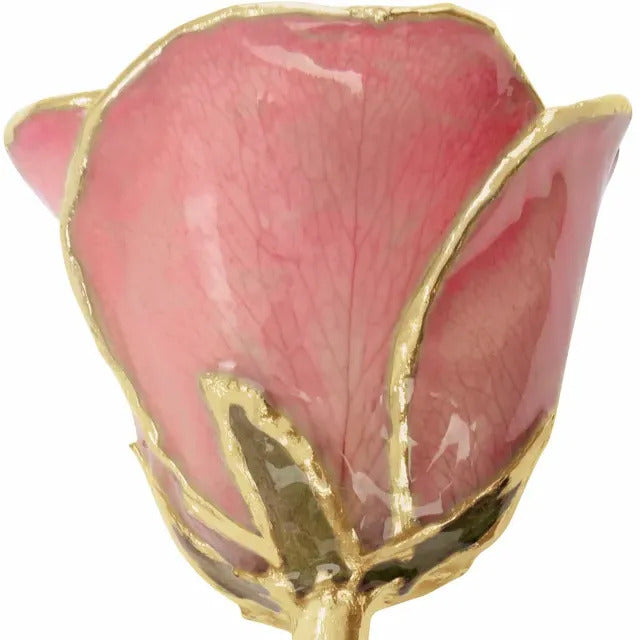 Laquered Rose - Pink with Gold Trim