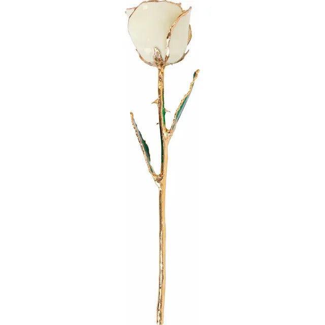 Laquered Rose - White with Gold Trim